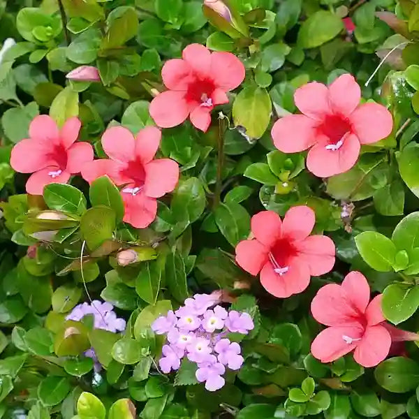 Barleria Repens, Barleria galpinii plant
