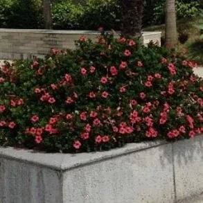 Barleria Repens, Barleria galpinii plant