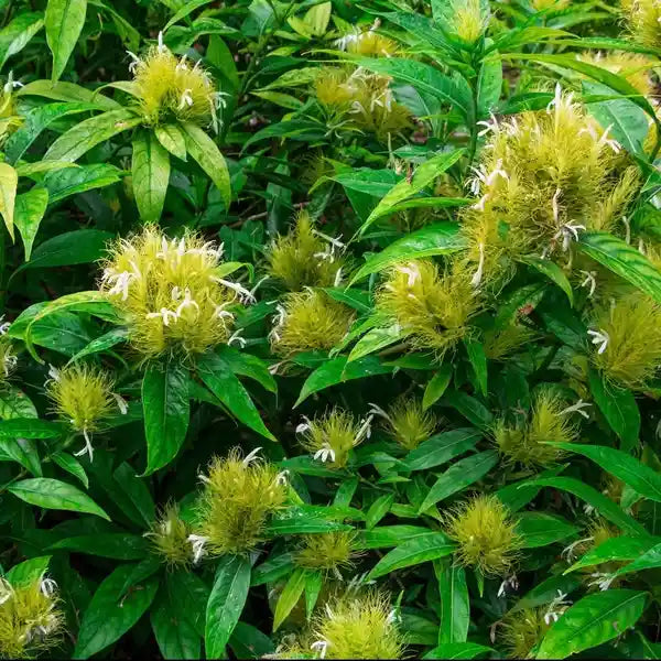 Schaueria Calycotricha, Schaueria flavicoma, Justicia flavicoma plant