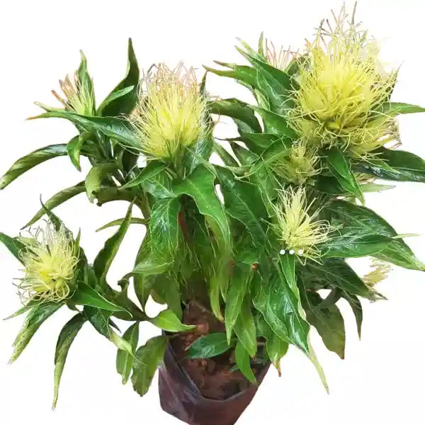 Schaueria Calycotricha, Schaueria flavicoma, Justicia flavicoma plant