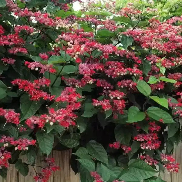 Bleeding Heart Vine Red