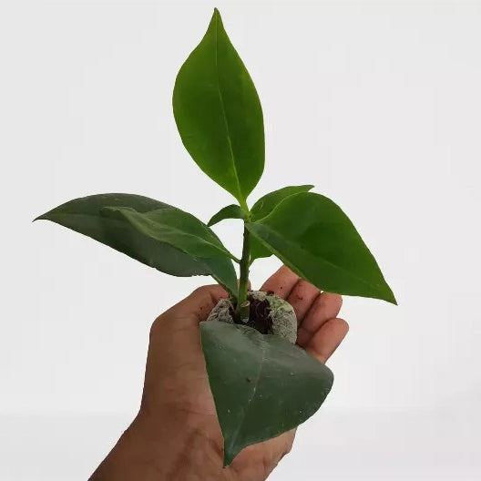 Lipstick Plant ‘Fireworks’ (Aeschynanthus hybrid)