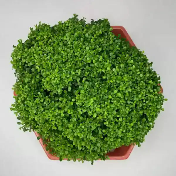 Dwarf Murraya Paniculata (Dwarf Kamini)