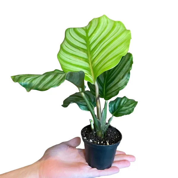 Calathea Orbifolia Plant