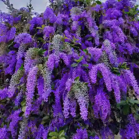 PETREA SHRUB Type