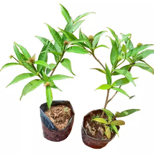 Kadamba Tree