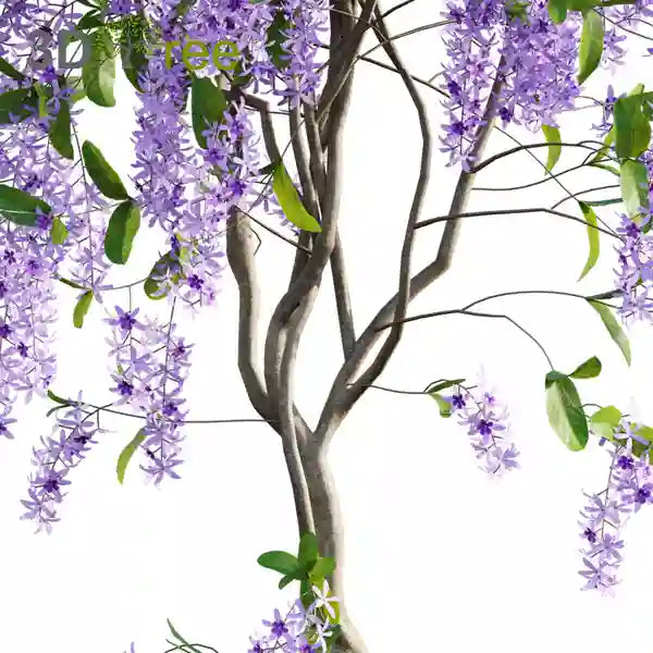 PETREA SHRUB Type
