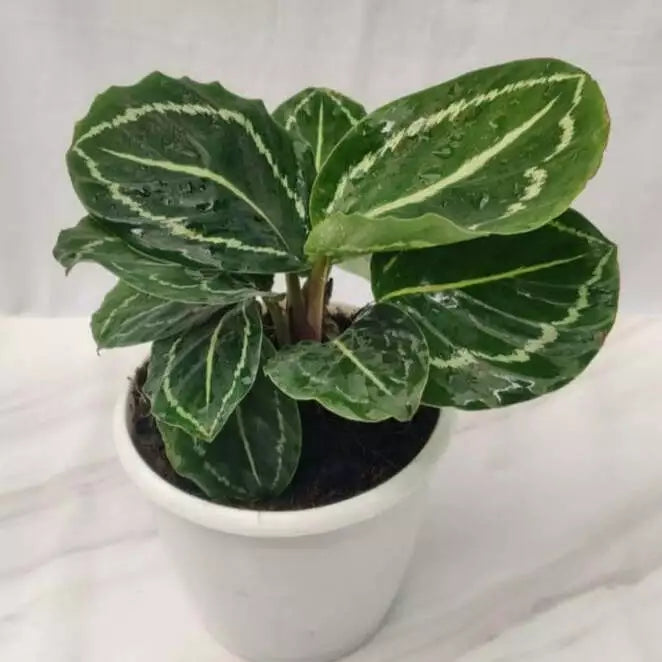 Calathea Green Lipstick Plant