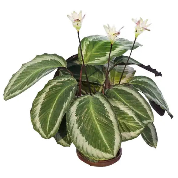 Calathea Bicajoux ‘Cobra Pink’