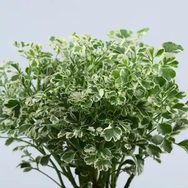 Aralia Miniature Variegated Plant