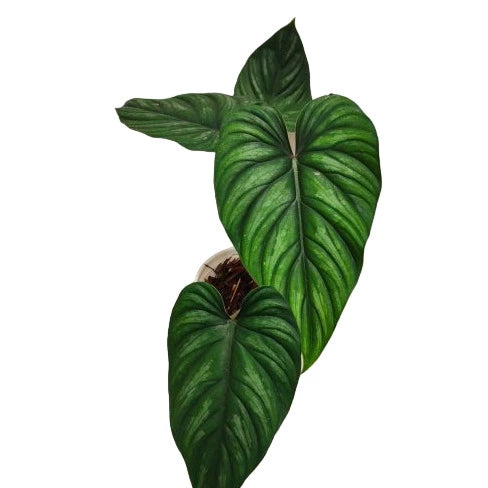 Philodendron Plowmanii ‘Black face’