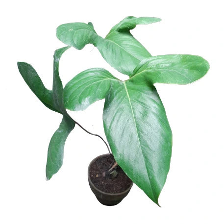 Anthurium Subsignatum - Rare