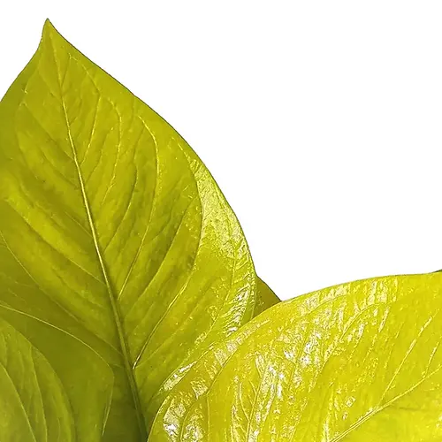 Anthurium jenmanii 'Golden'