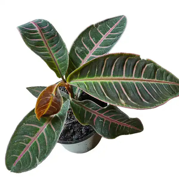 Labisia sp. Riau 'Fishbone'