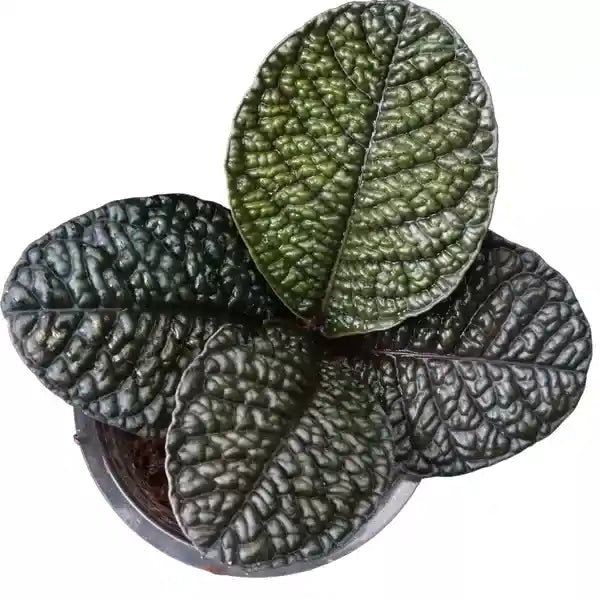 Labisia Snake Skin