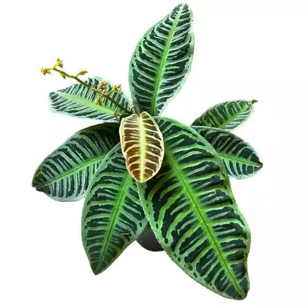 Labisia sp. Riau Live Plant