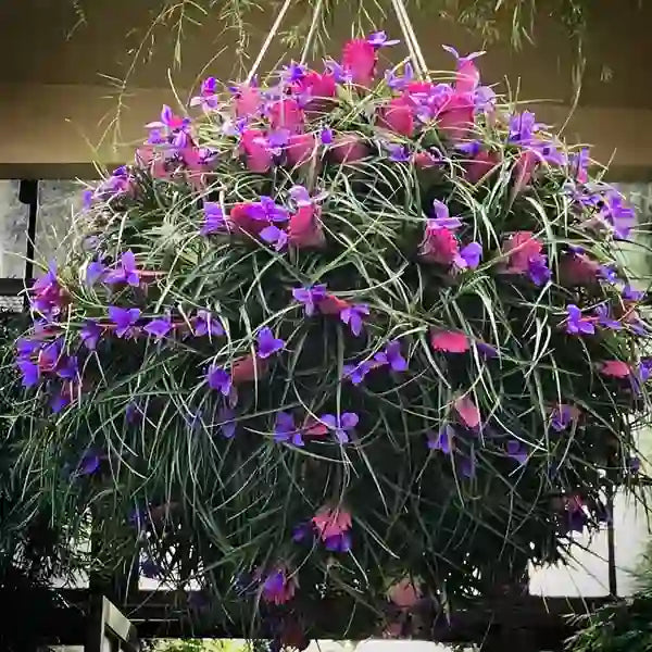 Pink Quill Wallisia Cyanea- Airplant