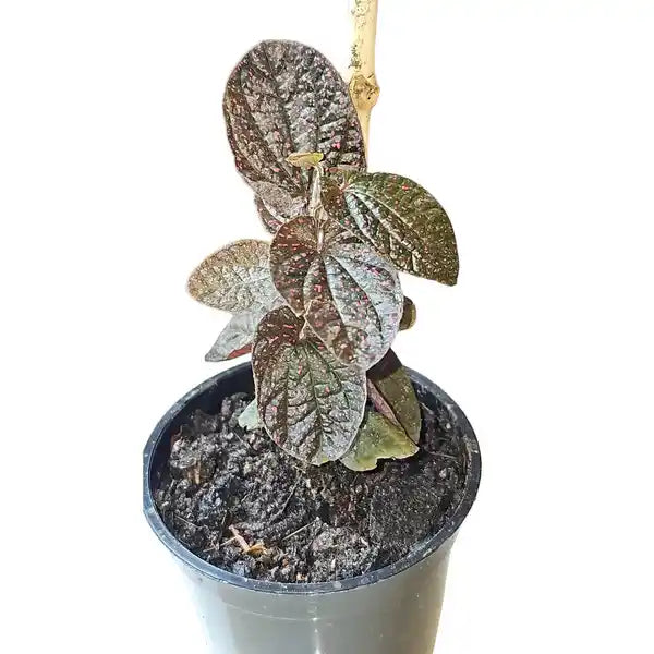 Piper sp. Papua Pink spot - Rare