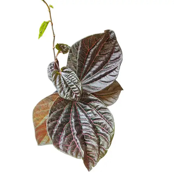 Piper Sp Borneo - Rare