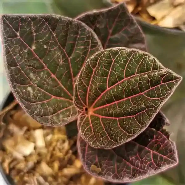 Piper Sp Borneo - Rare