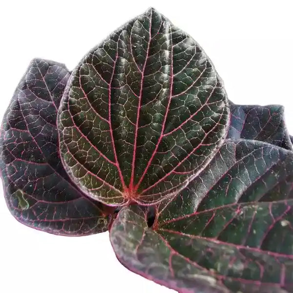 Piper Sp Borneo - Rare