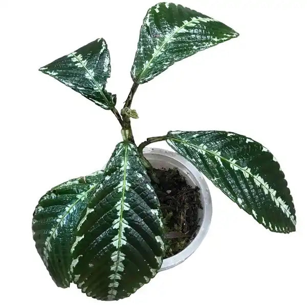 Leea Zipeliana- Rare Plants