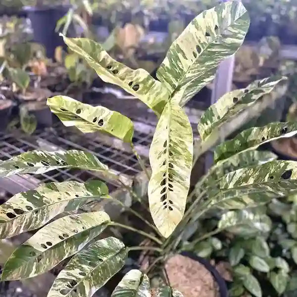 Rhaphidophora Foraminifera Variegated - Rare