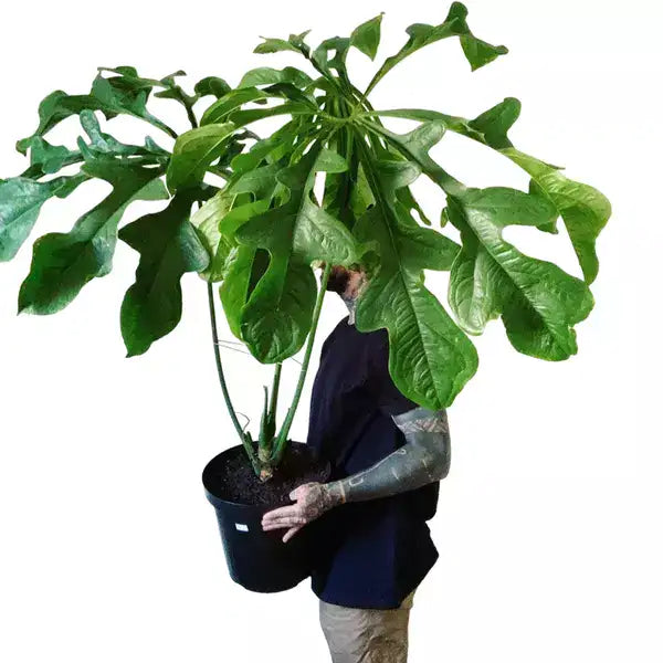 ANTHURIUM CLAVIGERUM -Rare