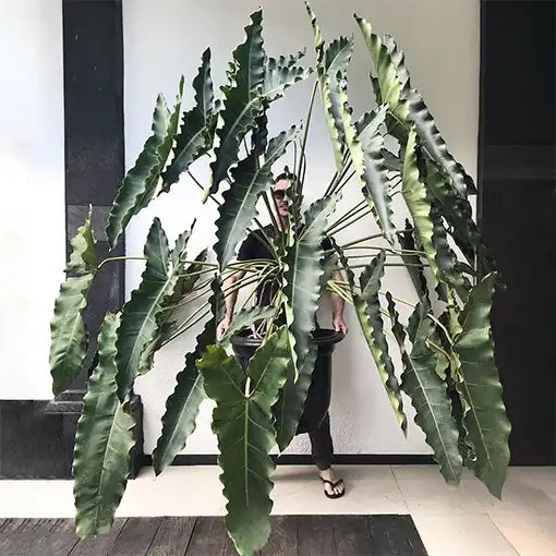 Philodendron THAUMATOPHYLLUM STENOLOBUM - Rare