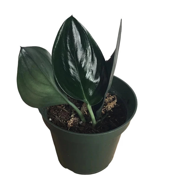 Scindapsus Moonlight Treubii Dark Form