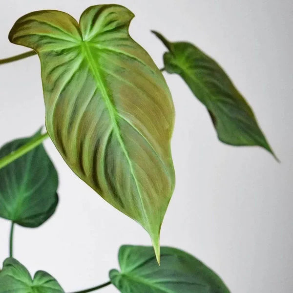 Philodendron Camposportoanum - Rare