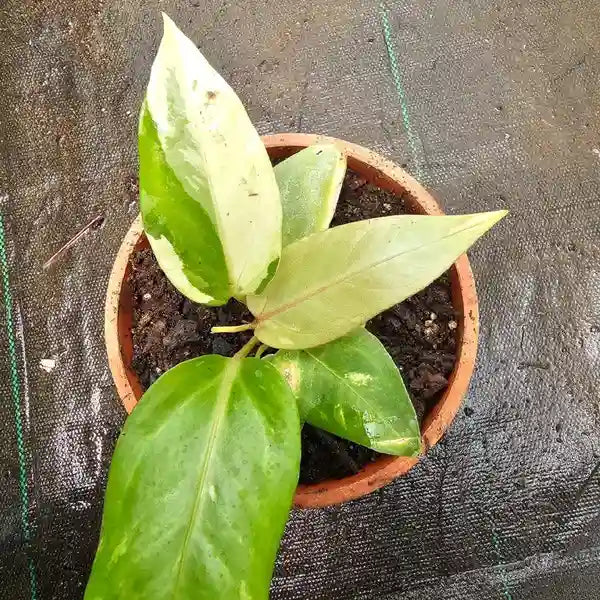 Anthurium Renaissance Tri-color - Rare