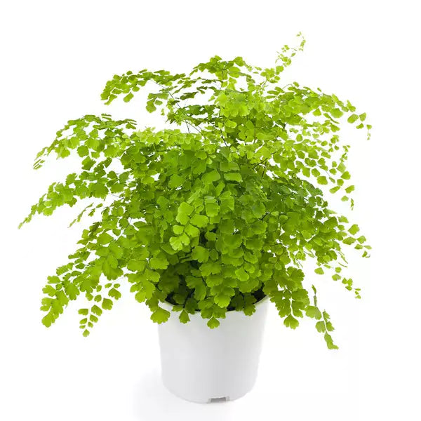 Maiden Hair Fern