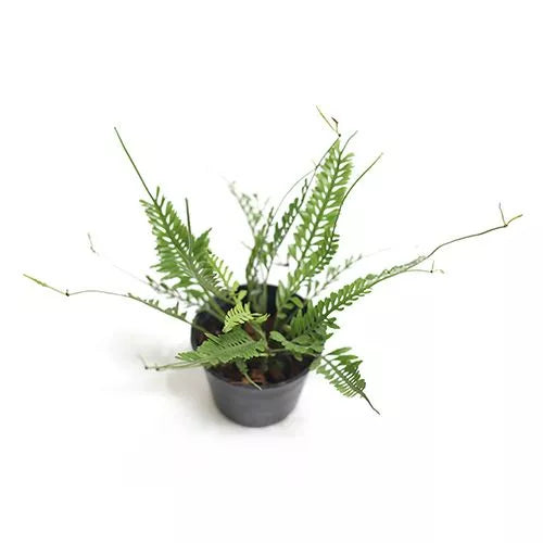 Kenzoi Fern, Asplenium x kenzoi – Bird’s Nest Fern