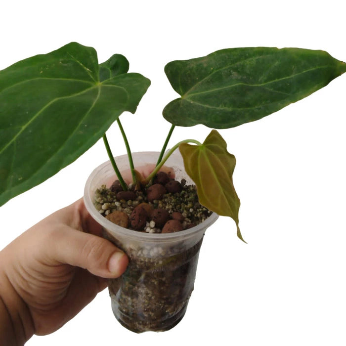 Anthurium Papillilaminum- Rare