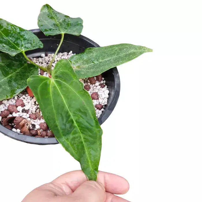 Anthurium Forgetti x Queen - Rare