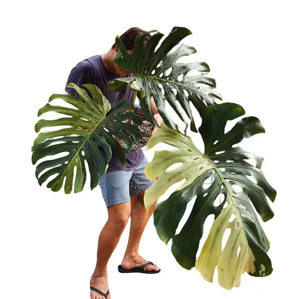 Monstera Deliciosa Mint Variegated - Very Rare