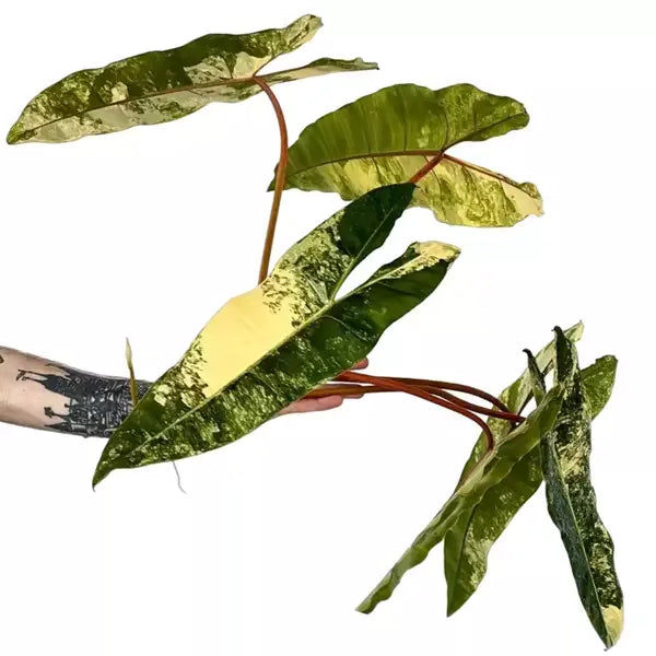 Philodendron Billietiae Variegated - Super Rare