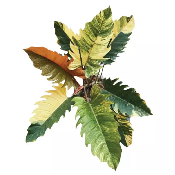 Philodendron Caramel Marble Variegated - Rare