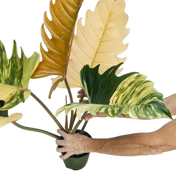 Philodendron Caramel Marble Variegated - Rare
