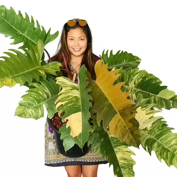 Philodendron Caramel Marble Variegated - Rare