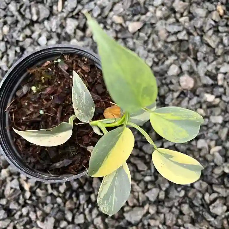 PHILODENDRON SILVER SWORD VARIEGATED - Rare