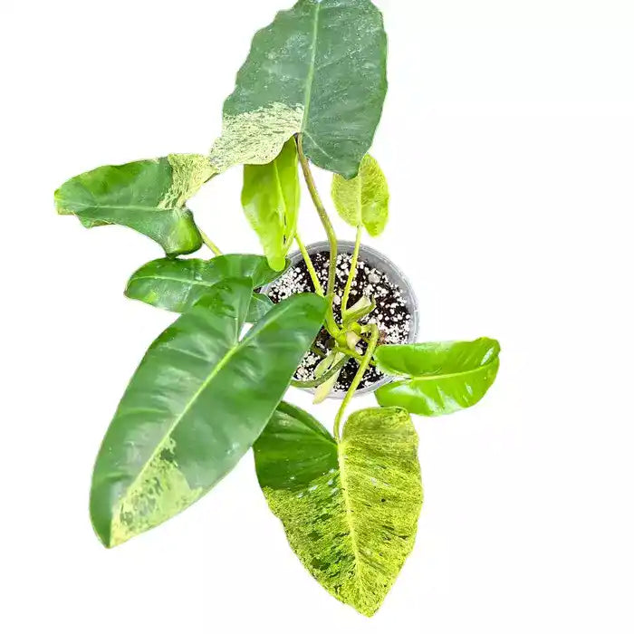 Philodendron Burle Marx Mint - Very Rare