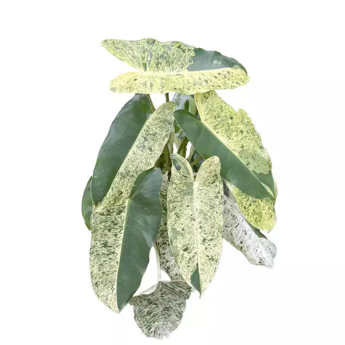 Philodendron Burle Marx Mint - Very Rare