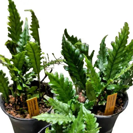 Bolbitis Sinuosa Fern - Rare