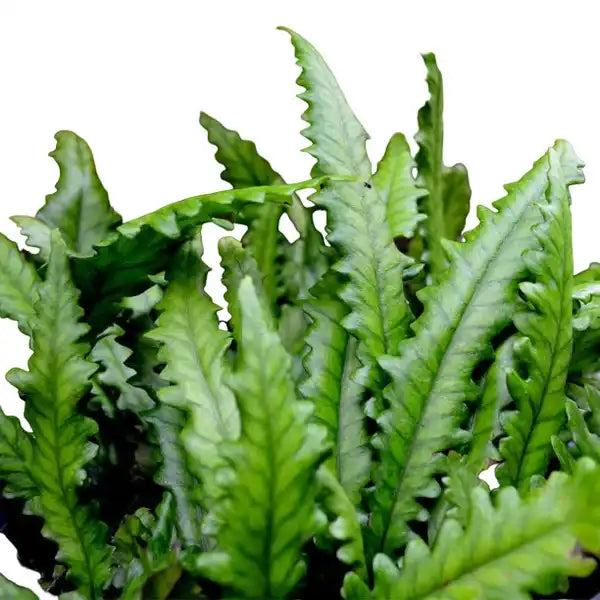 Bolbitis Sinuosa Fern - Rare