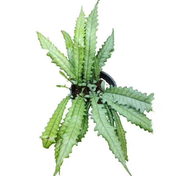 Bolbitis Sinuosa Fern - Rare