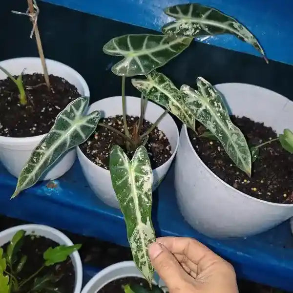 Alocasia Bambino Variegated - Rare