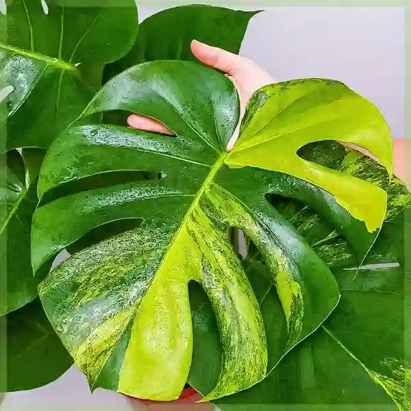 MONSTERA AUREA VARIEGATED, MARMORATA, Borsigiana - Rare