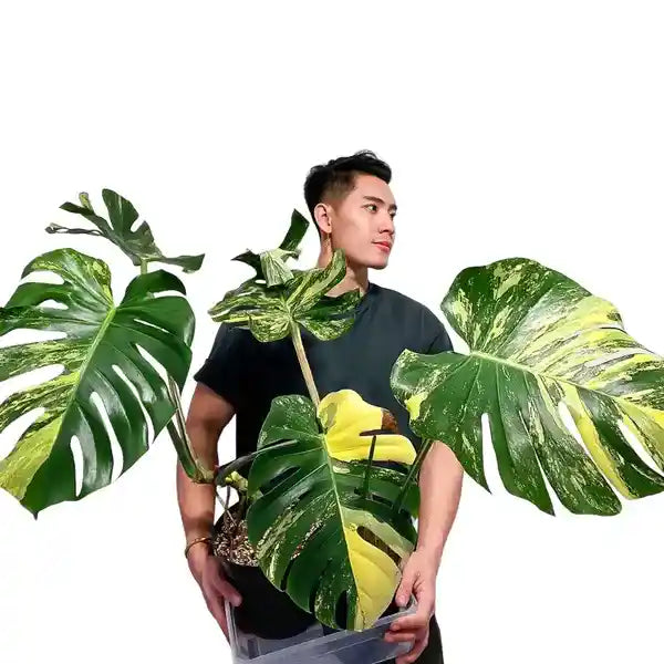 MONSTERA AUREA VARIEGATED, MARMORATA, Borsigiana - Rare